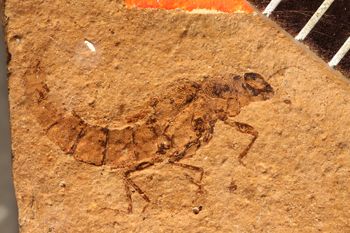 Media type: image;   Entomology PALE-1577